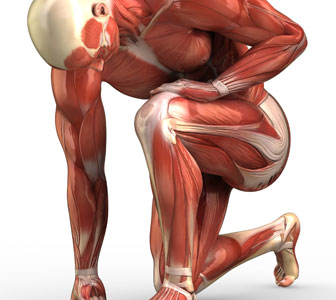 Anatomie musculaire du corps humain
